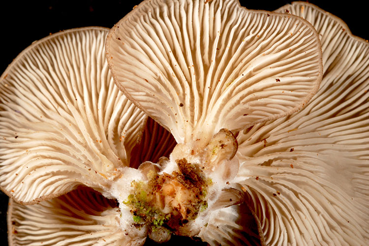 A photo showing the underside of a brown and white mushroom