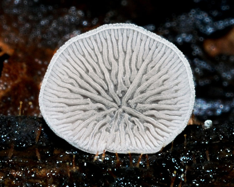 A photo shows the underside of a white mushroom