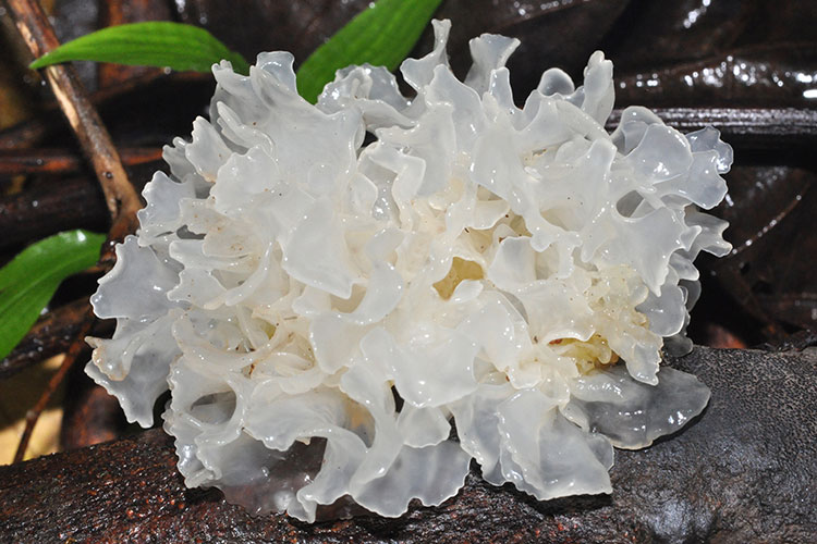 A photo shows a white mushroom that resembles a pile of ribbons