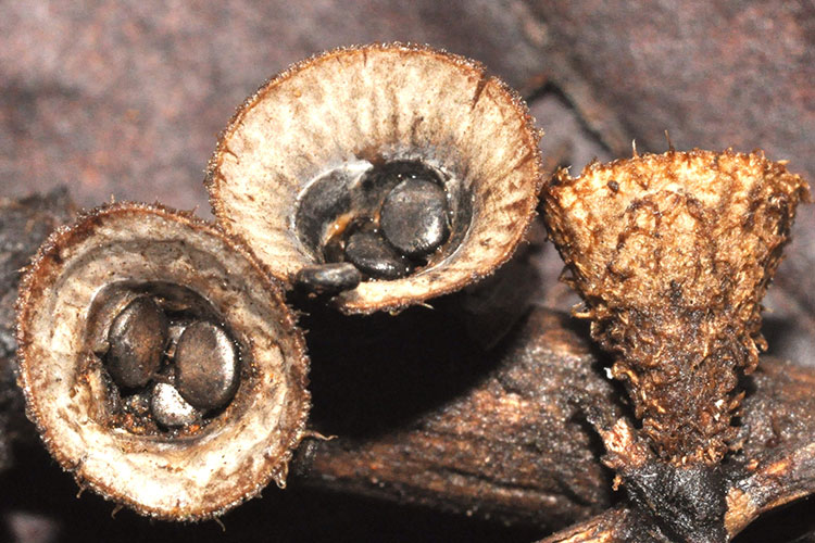 A photo shows a fungus that looks like small coins growing inside a coffee filter