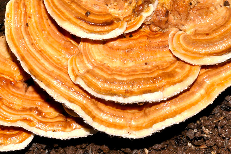 A photo shows a yellow and white mushroom growing on wood