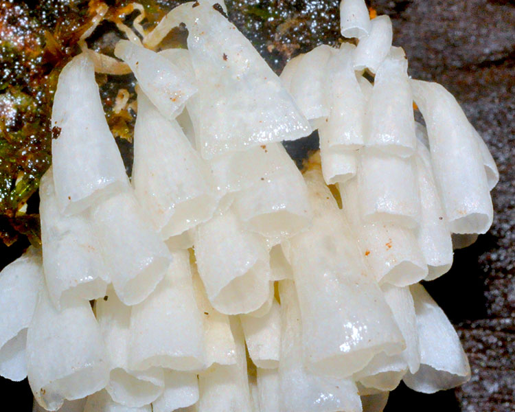 A photo shows white mushrooms that look like a pile of hanging bells