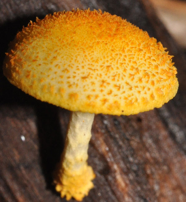 A photo shows a yellow mushroom