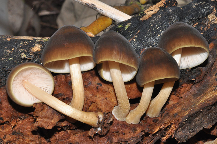 A photo shows a line of brown and white mushrooms growing on wood.