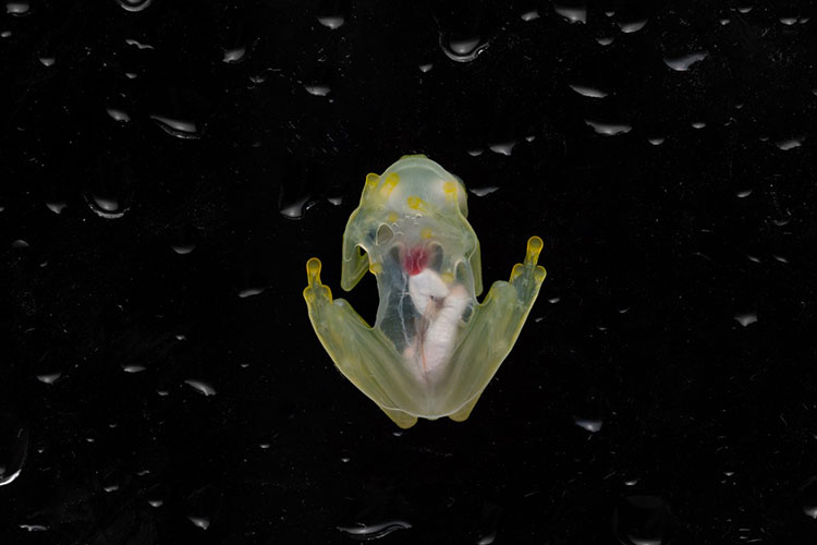 A photo of a transparent glass frog against a dark background