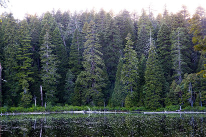 A photo shows a dense wall of pine trees on the edge of a mountain lake