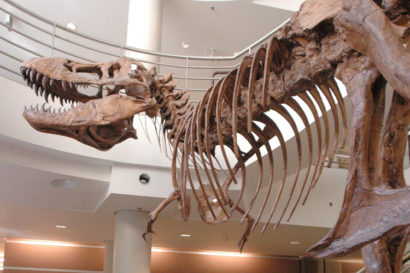 lifesize cast of T. rex in building at UC Berkeley