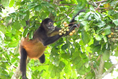 black and red spider monkey eating fruit in a tree