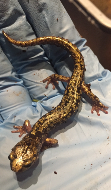 A blue-gloved hand holding a salamander. The salamander looks to be a little bit longer than the width of the hand, and its skin is mottled black and metallic gold. 