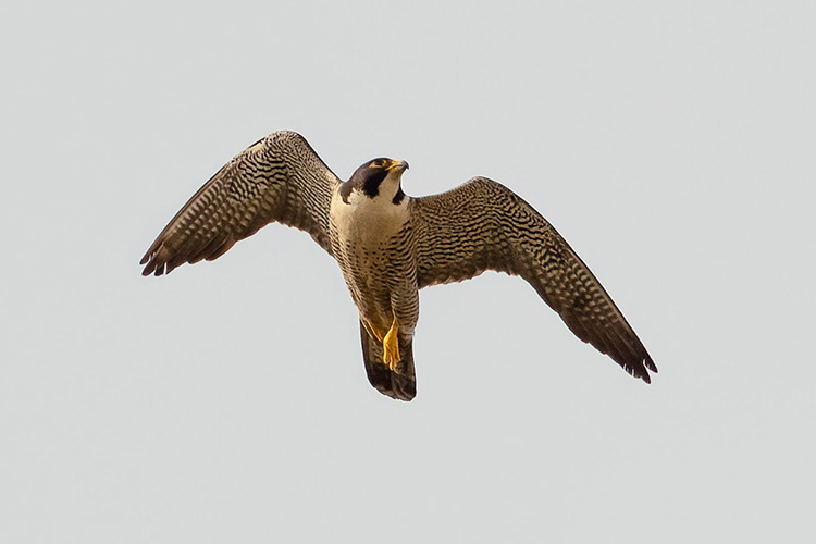 Alden flies above the campus on Hatch Day 2022.