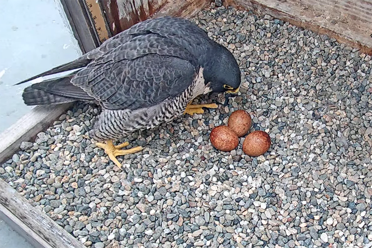 Annie the falcon examines the three rust-colored eggs she laid recently. They'll start hatching on Friday, May 6.