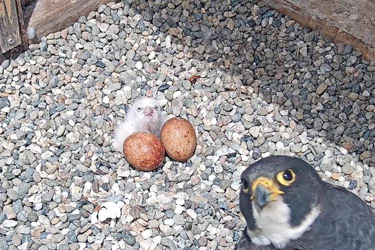 First-time father Alden, the peregrine falcon on the Campanile, looks into the webcam that provides footage of the nest, while the first chick to hatch looks out and into the camera from behind the two eggs still waiting to open. The chick is white and fluffy, the eggs are rust-colored.