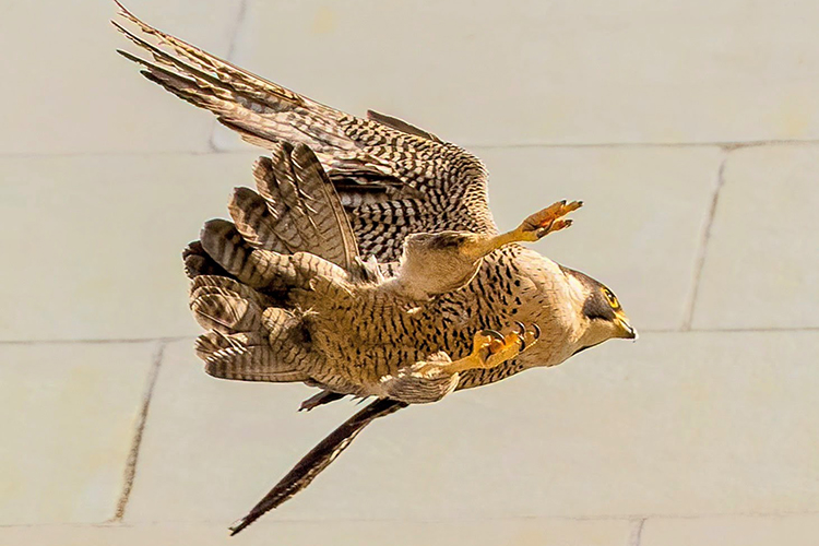 A photograph of Annie the falcon shows her in mid-flight with her winds outstretched.