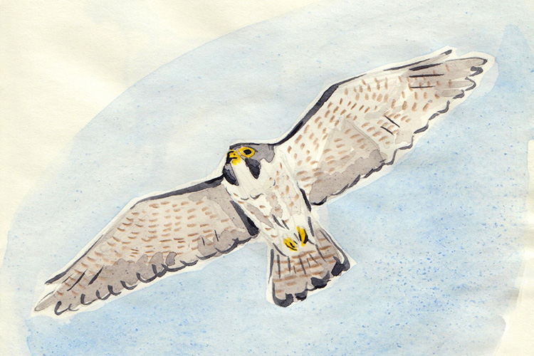 A painting of the campus's longtime male falcon, Grinnell, by Maddy Donahue