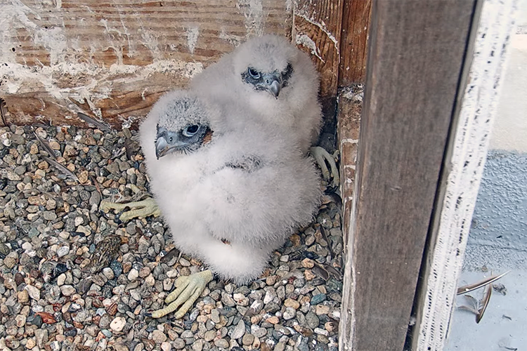 The two new peregrine falcon chicks on the nest in the Campanile are fluffy and white and looking a bit grumpy. They're huddled together on the day they were banded, May 27, 2022.