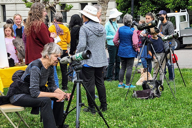 A crowd of people at Hatch Day 2022 on campus look through telescopes and binoculars, in search of falcons on or near the Campanile and ask experts questions.