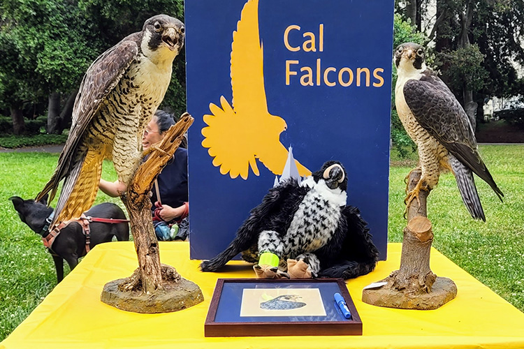 A table full of various falcon-related objects greeted visitors to Hatch Day 2022 outside the Valley Life Sciences Building. The objects included a Cal Falcons sign, a stuffed animal falcon and taxidermy falcons from the Museum of Vertebrate Zoology.