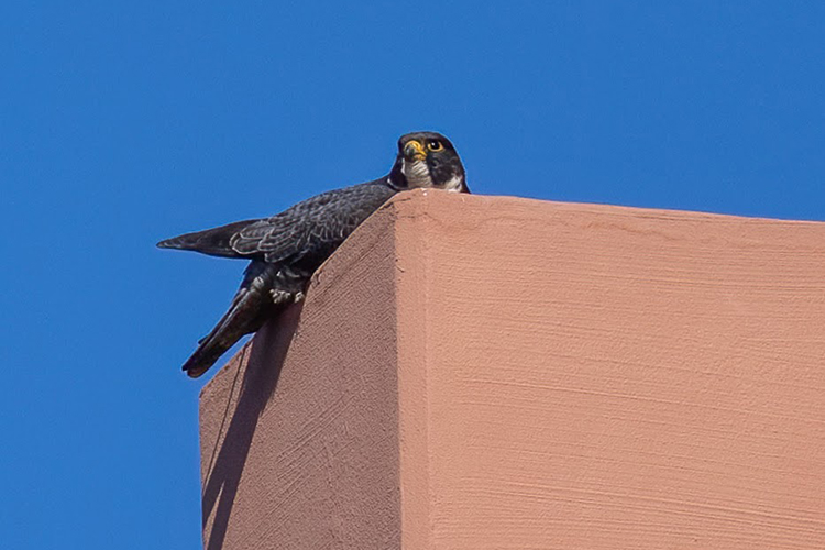 Alden the male falcon rests atop Evans Hall on Father's Day 2022.