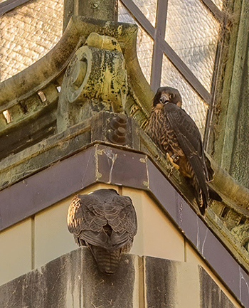 Annie the falcon sits below Grinnell Jr. on the Campanile's lantern during Fledge Watch 2022.