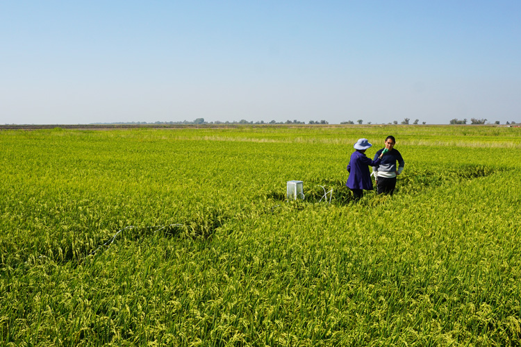 two people standing in a field of green rice