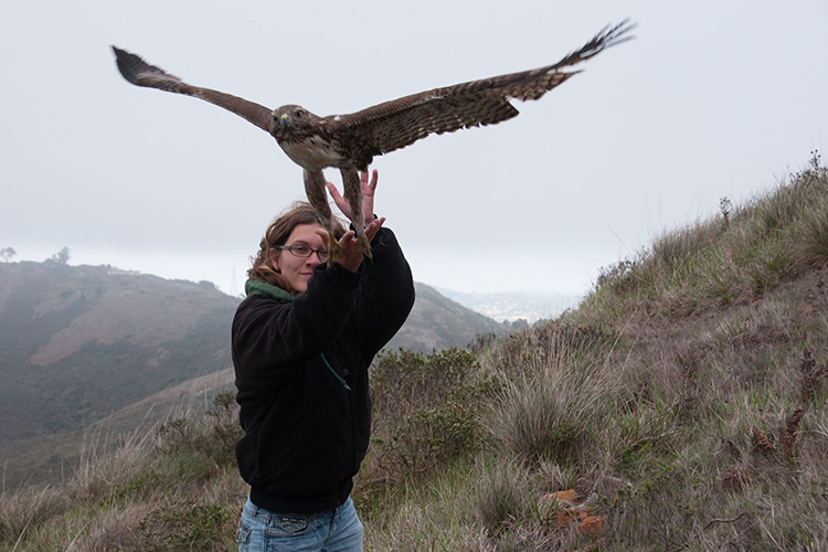 Biologist Lynn Schofield, photographed with a juvenile red-tailed hawk in the Marin Headlands.