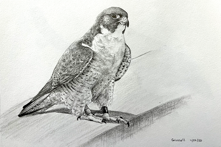 This is a black and white sketch of a falcon by Lora Roame