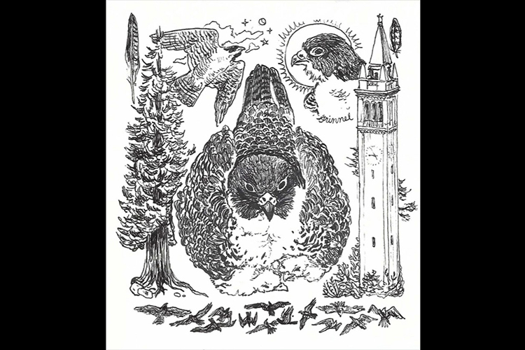 A pen and ink drawing of Annie the falcon, with lots of doodles around it that include the Campanile, Grinnell the falcon, a conifer and many little birds.