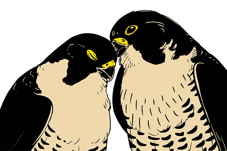 The T-shirt design for Cal Falcons shows Annie and Grinnell cuddling against each other.