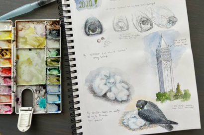Lora Roame's sketchbook and paints lie on a table. Her artwork is of falcons.