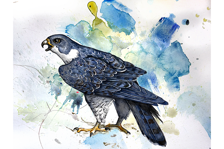 A watercolor painting of Grinnell the falcon by biologist Lynn Schofield.