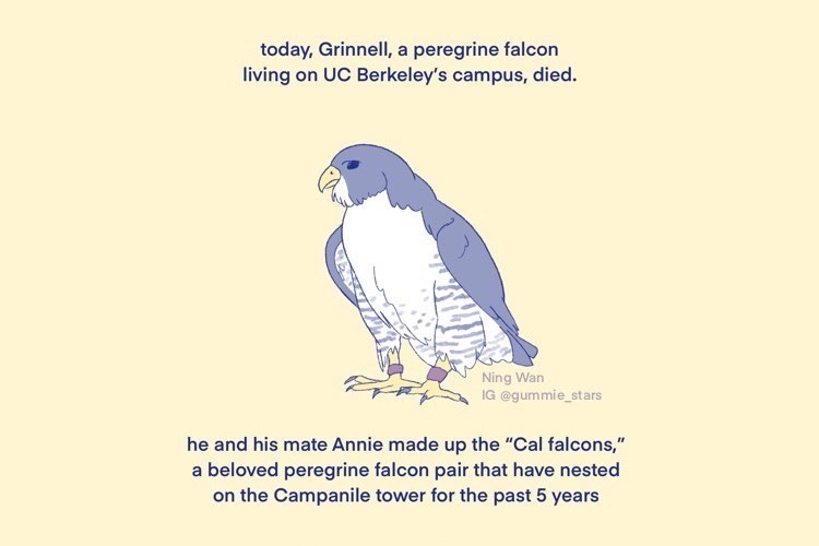 A digital drawing of Grinnell the falcon with wording that mentions his death on March 31, 2022