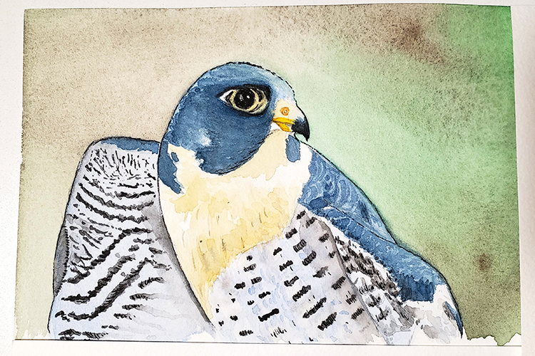 A watercolor painting by Berkeley alumna Sandy Lwi was inspired by Grinnell the falcon. It shows a falcon looking to the right with a blue-grey hood and wing and dark spots and stripes on his underside.