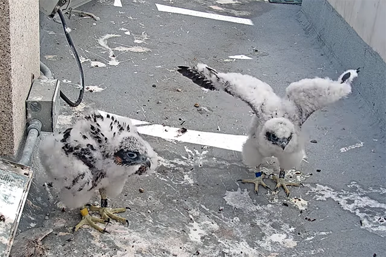 Sibling falcon chicks Lindsay and Grinnell Jr., losing their fluffy white feathers already, practice walking and flapping their wings on the Campanile, just outside their nest box.