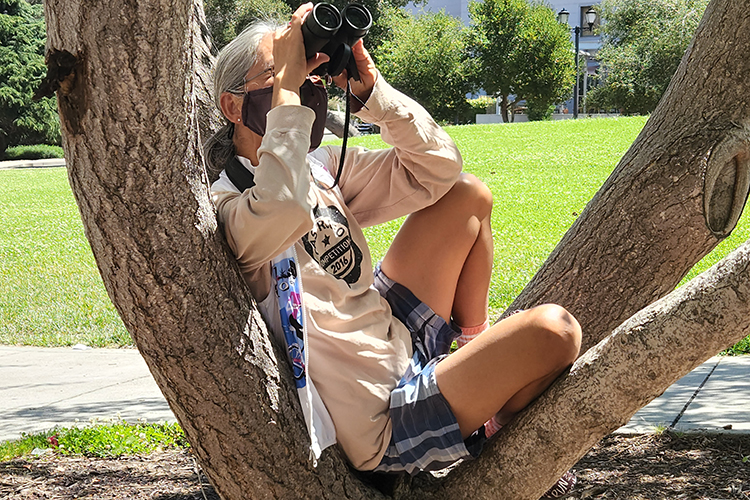 A Fledge Watch volunteer sits in a tree near the Hearst Mining Circle on Monday, June 20, 2022, to observe with her binoculars falcon fledgling Lindsay, who is perched on Stanley Hall.