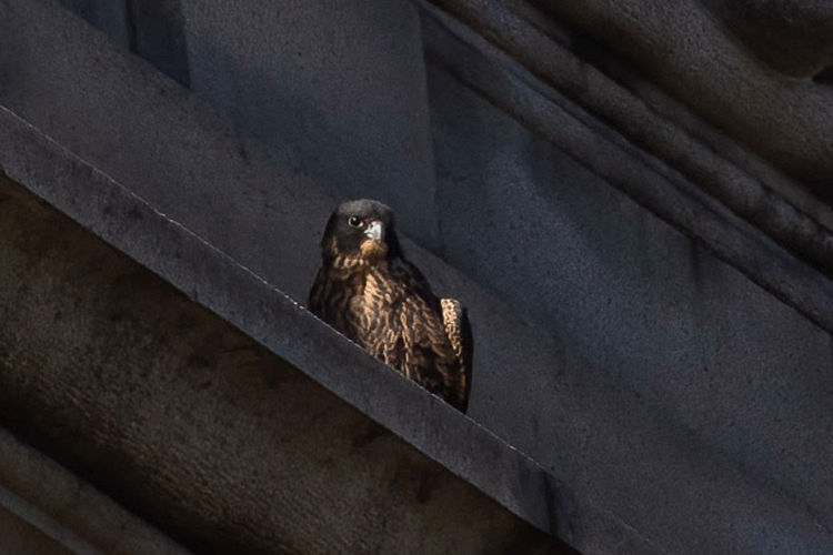 Grinnell Jr. sits in the shadow of the Campanile while learning to fly in June 2022.