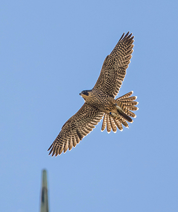 Grinnell Jr. flies over the tower's spire in clear blue skies.