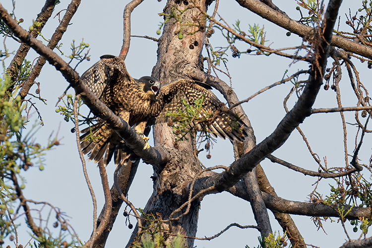 Grinnell Jr. the falcon sits in a campus tree after his first flight off the Campanile on June 18, 2022.