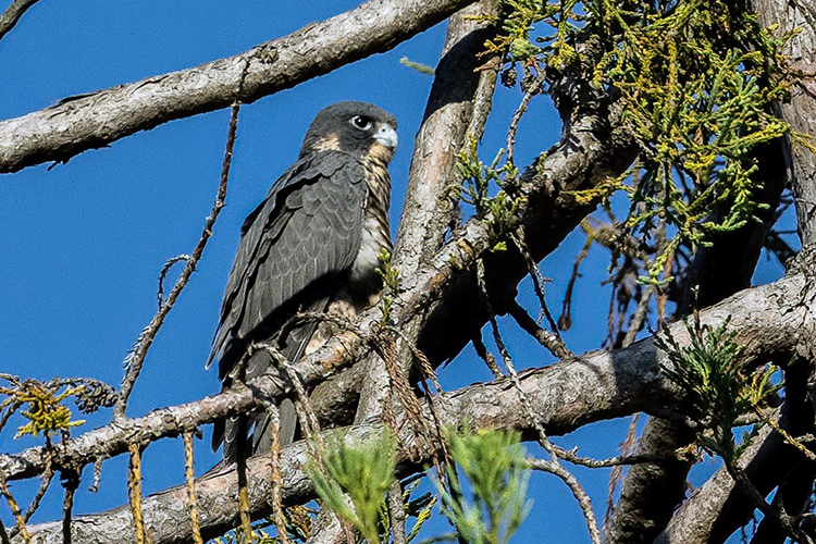 Grinnell Jr. the falcon rests on a tree branch while learning to fly in June 2022.