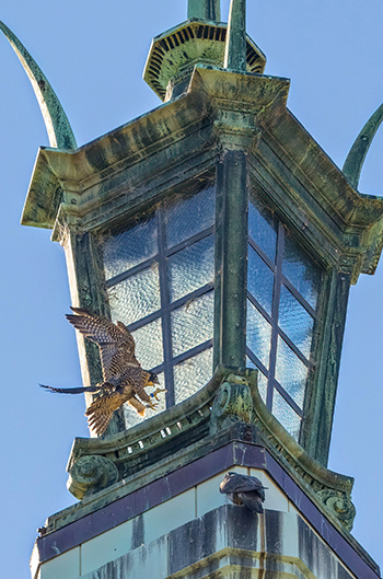 Falcon Grinnell Jr., learning to fly, lands on the Campanile's lantern on Monday, June 20, 2022.