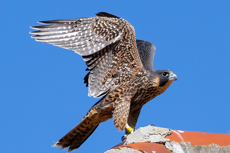 Lindsay flaps her wings atop a roof on campus on June 19, 2022.