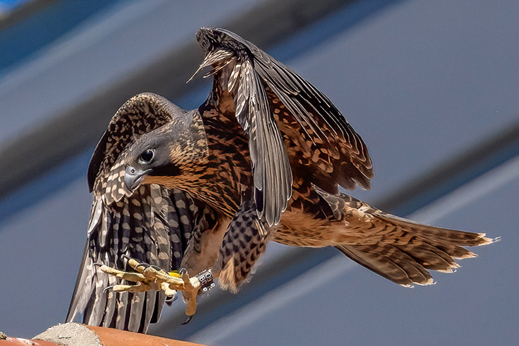 Lindsay the falcon hops onto a surface on the Bancroft Library in June 2022