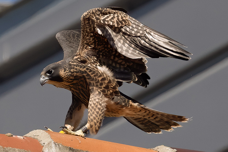 Lindsay the falcon practices flapping her wings while learning to fly in June 2022