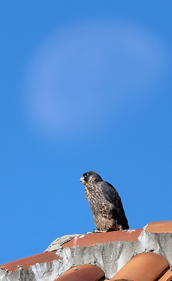 Lindsay the falcon sits beneath the moon on Sunday, June 19.