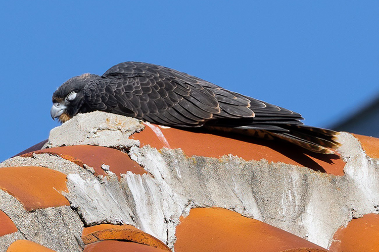 Lindsay the falcon rests atop a roof on campus while learning to fly in June 2022