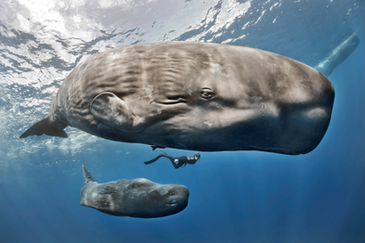 A photo of a diver swimming between two sperm whales in a clear blue ocean.