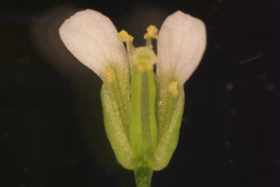 A photo of a small flower with ivory-colored petals against a black background.