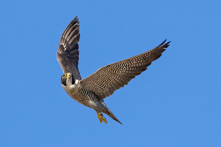 A photo of Alden, the campus's male falcon, flying with wings outstretched in a pure blue sky.