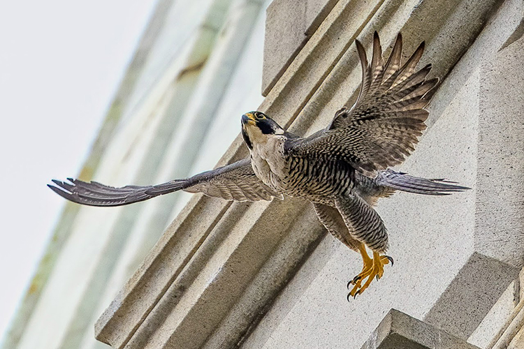 A photo of Annie, the campus's female falcon. She is flying off the Campanile, wings outstretched.