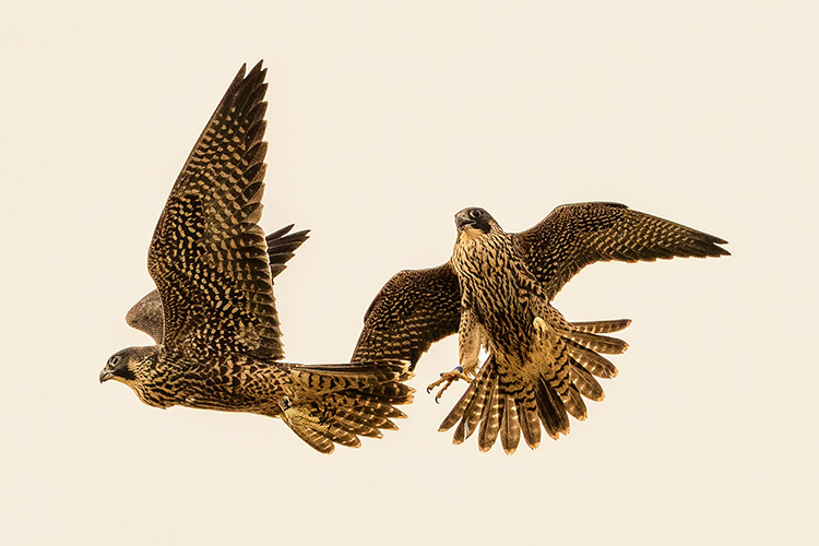 A photo mid-air of this year's falcon offspring at Berkeley: Lindsay and Grinnell Jr. They are less than inches apart, their wings spread.