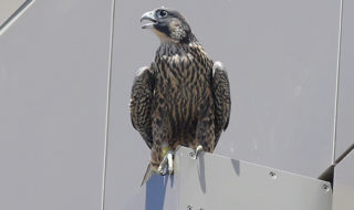 Lindsay the falcon, born in May 2022 on the Campanile, sits on the corner of a building. She was found dead today, Aug. 25, 2022.